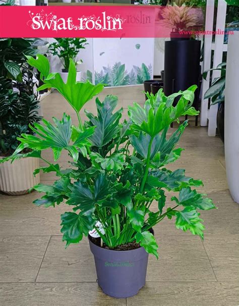 Philodendron Selloum Hope Filodendron Wiat Ro Lin Sklep Z Ro Linami