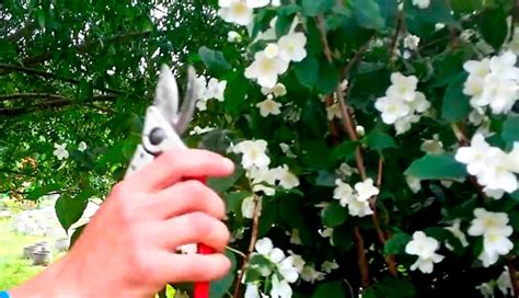 Жасмин садовый: посадка и уход в открытом грунте, как размножить