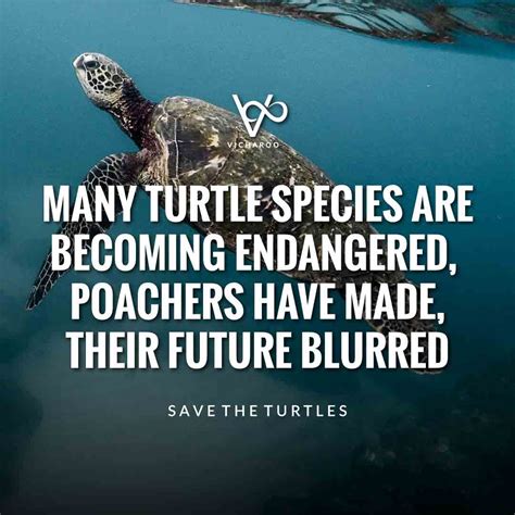 Many Turtle Species Are Becoming Endangered Poachers Have Made Their