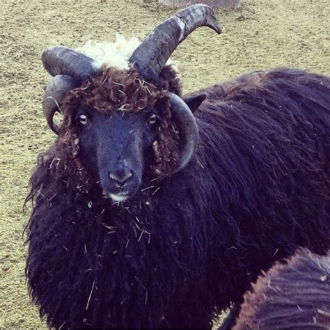 Navajo Churro Sheep - Tinstar Heritage Farm