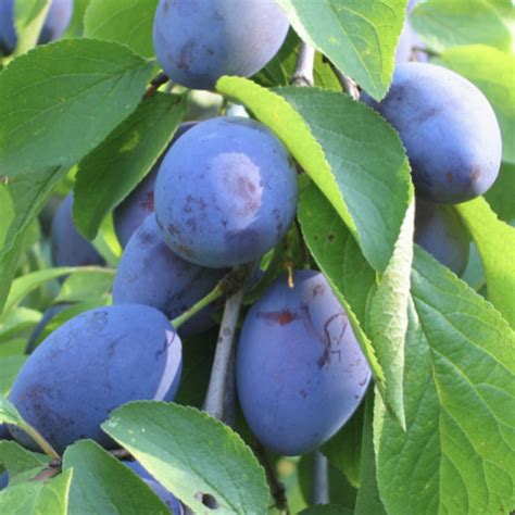 Слива Ода - Gloria-Garden