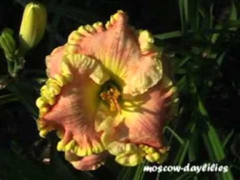 Daylily Dr Jerrold Corbett Youtube