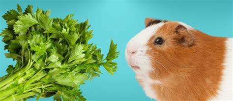 Can Guinea Pigs Eat Celery A Comprehensive Guide