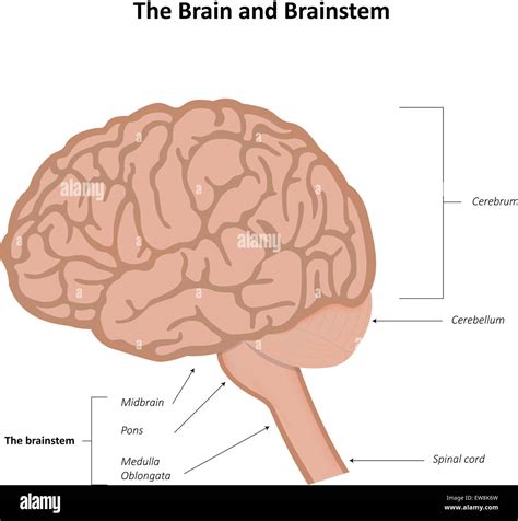 cerebrum cerebellum brainstem  res stock photography  images alamy