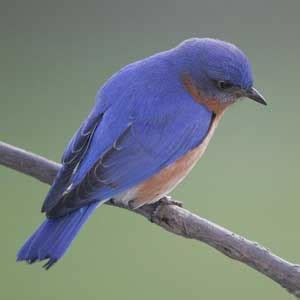 Bluebird Conservation - Why are bluebirds blue?
