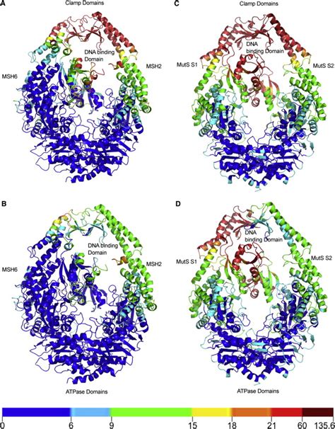 Deciphering The Mismatch Recognition Cycle In Muts And Msh Msh Using