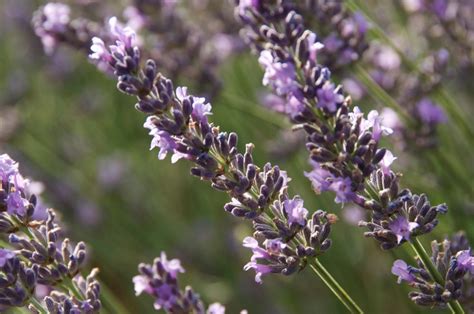Лаванда и лавандин отличия - фото