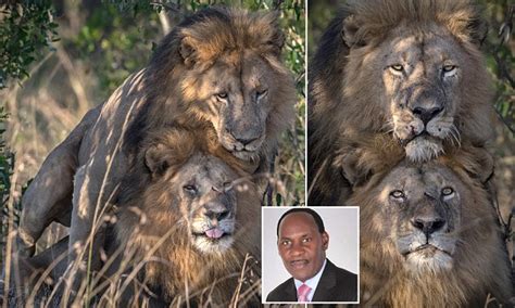 Gay Lions Seen In Kenya Angers Country S Moral Policeman Daily Mail Online