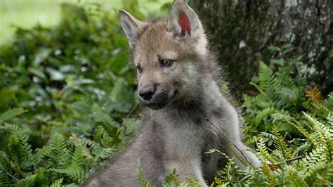 cute baby wolf pups      time youtube