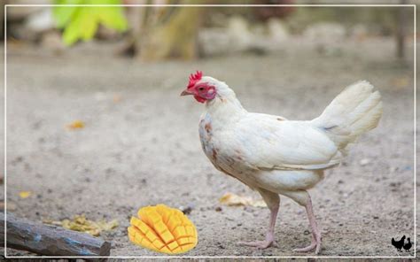 Naked Neck Chicken Breed Profile Facts LearnPoultry