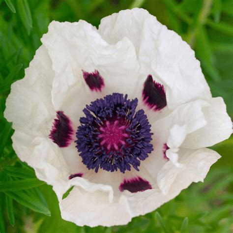 Мак Многолетний Royal Wedding - купить Мак Многолетний Royal Wedding в ...