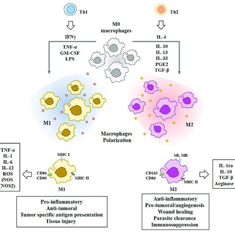 | Tumor-derived miRNAs regulate polarization of macrophages ... 