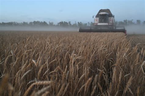 Flour Millers Face Supply Crunch As Wheat Farmers Tighten Grip On Stocks