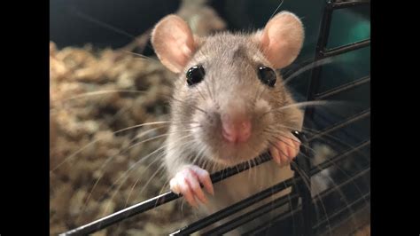 Our Adorable Pet Rats So Cute Youtube
