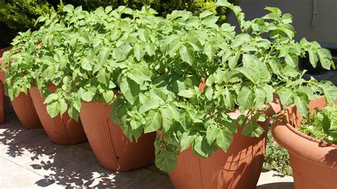 how to plant potatoes in containers 3