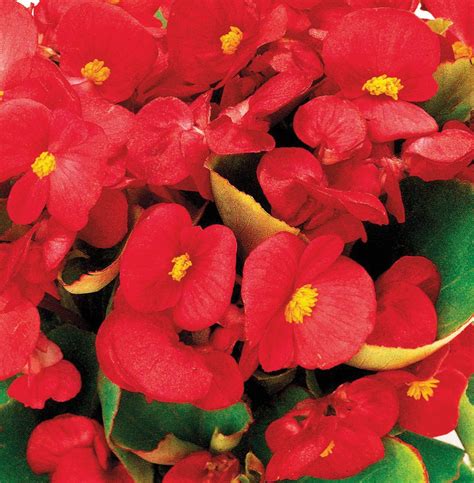 BEGONIA Semperflorens F1 AMBASSADOR SCARLET Muller Seeds