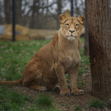 premium photo cape lion