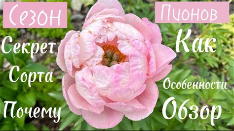 Обзор пионов. Почему только один цветок. Какие сорта пионов ...