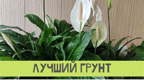 Идеальный грунт для женского счастье - YouTube