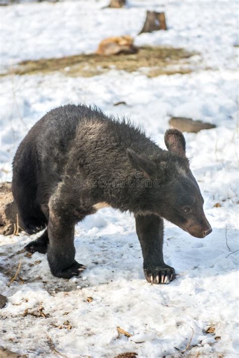 Gay Bear Stock Photos Free Royalty Free Stock Photos From