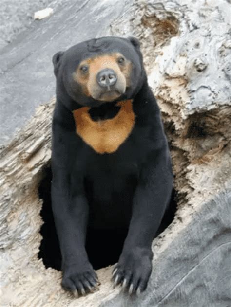 Beware Of The Most Aggressive Animals - Animals Around The Globe