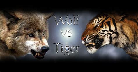wolf  tiger  ekoki  deviantart