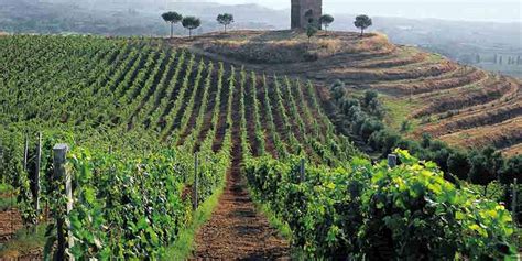 Frascati Vineyard & Wine Tasting Tour from Rome - City Wonders