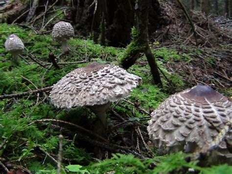 Shaggy Parasol