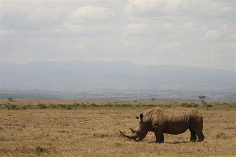 How Solar-Powered Electric Fences Have Helped Save Rhinos and Other