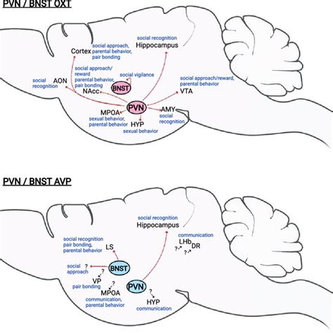 Oxytocin OXT And Arginine Vasopressin AVP Circuits That Regulate