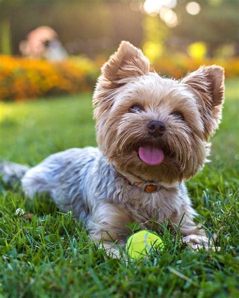 Todo sobre la raza de perro Yorkshire Terrier Características y cuidados