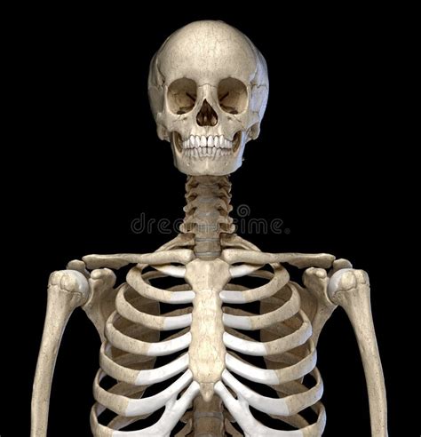 Human Anatomy Skeletal System Of The Torso Front View Stock