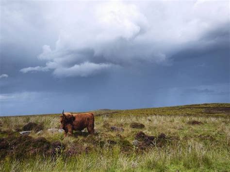 Highland Coo How Gorgeous Are They Highlandcow Northcoast500