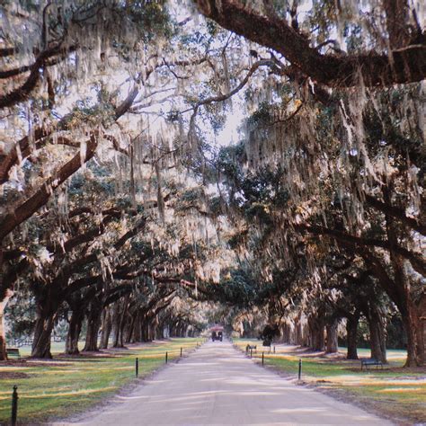 Boone Hall Plantation And Gardens Tours Book Now Expedia