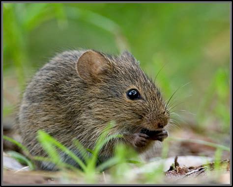 Sigmodon Hispidus Hispid Cotton Rat Michael Drummond Flickr