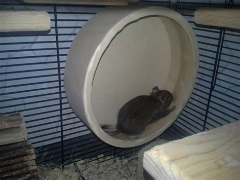 Игрушки для белок дегу своими руками