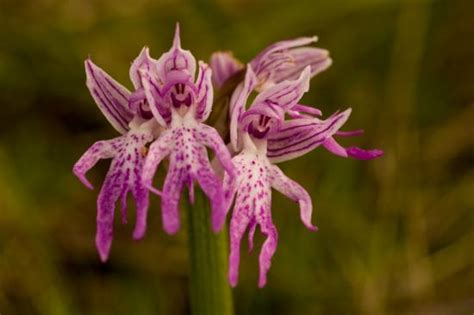 Weird Orchis Italica Aka Naked Man Orchid Captain Cynic Science Forum