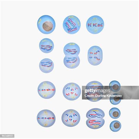 Telophase Drawing