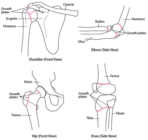 Growth Plate Fractures Injuries And Poisoning Msd Manual Consumer