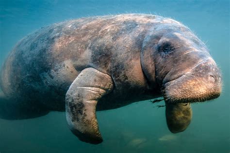 Manatee Population 2024 - Aliza Paulie