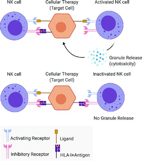 The Innate Immune System Nk Cell Activation Or Inactivation Following