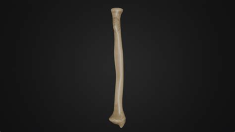 Human Anatomy-Radius Bone 3D - TurboSquid 2217113