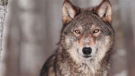 Officials Confirm Latest Wolf Pack Sighting In Northwest Colorado Youtube