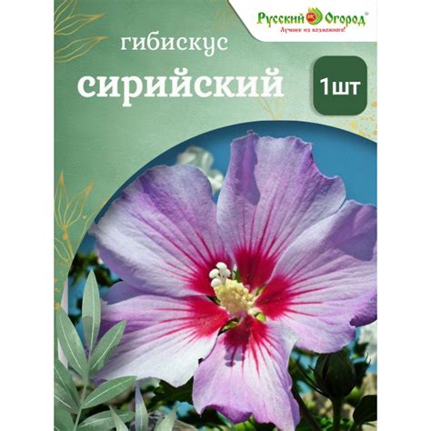 Гибискус сирийский - купить с доставкой по выгодным ценам в интернет ...