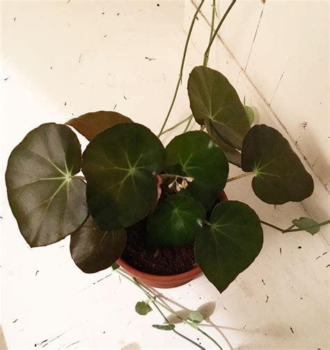 Bladbegonia | Kamerplanten ideeën, Kamerplanten, Tuin