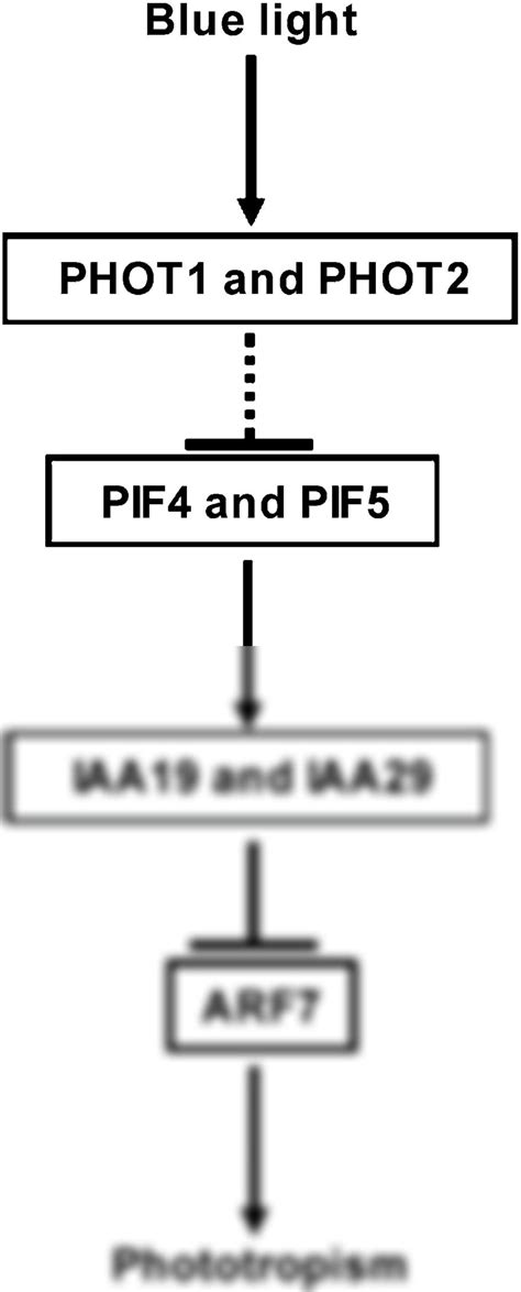 SOLUTION: A molecular framework of phototropic signaling - Studypool