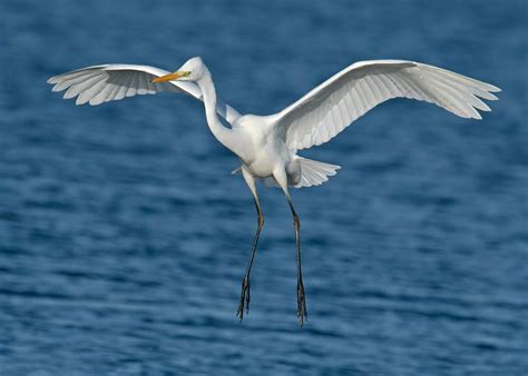 white crane bird  stock photo