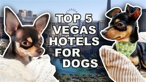 Top 5 Las Vegas Hotels For Pet Owners! - Lady Luck HQ