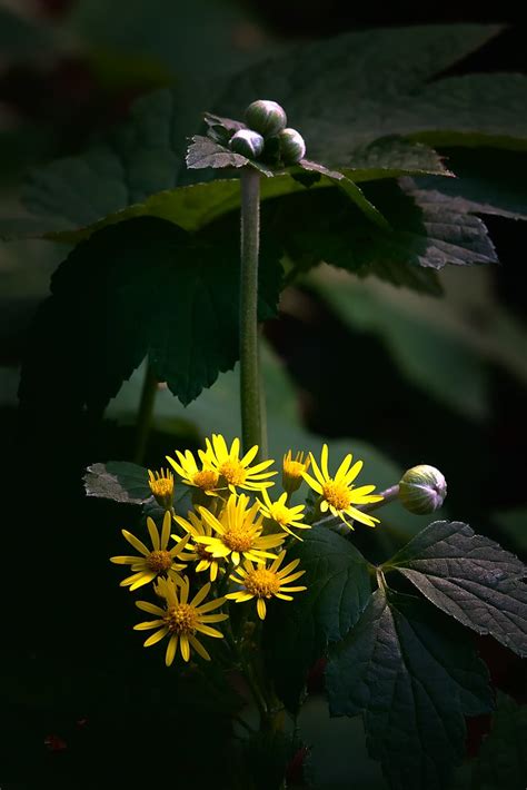 Bouquet Common Ragwort And Anemone Sony Rx Mark Iv Zei Flickr