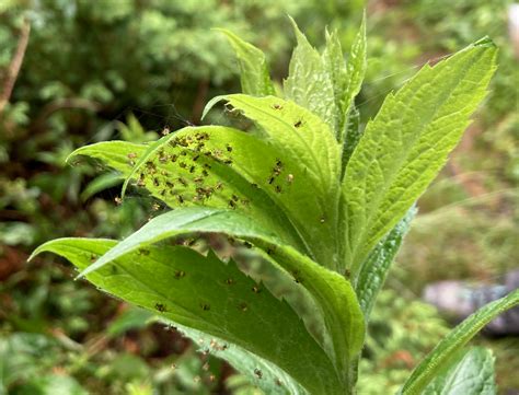 Links Archives Naked Capitalism